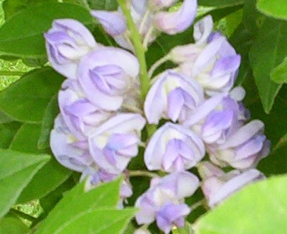 My Wisteria Bloom 4