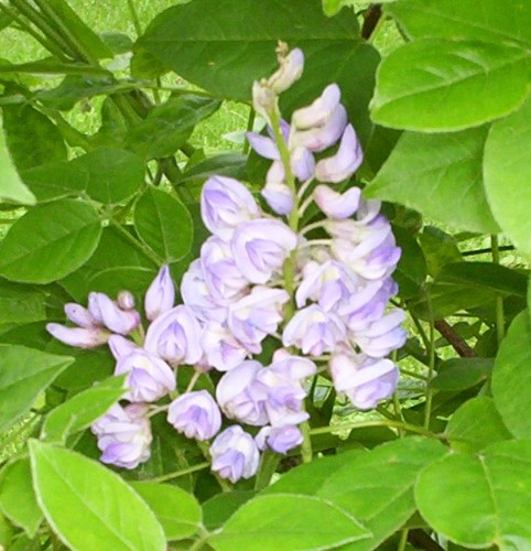 My Wisteria Bloom 3