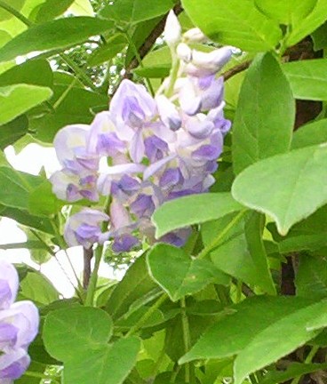 My Wisteria Bloom 2