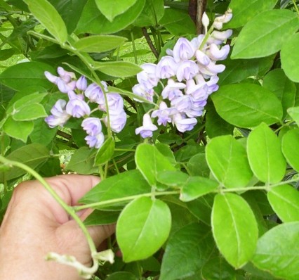 My Wisteria Bloom 1