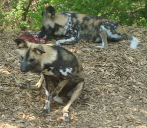 African Wild Dogs Eating Meat