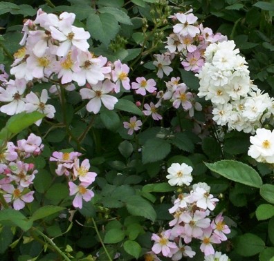 Miniature Pink and White Rose Blooms 2