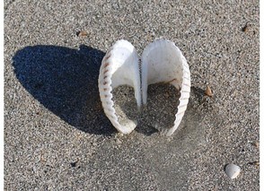 Finding Seashells at Seabrook