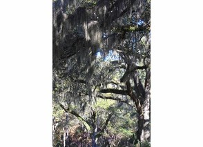 Mossy Trees at Seabrook