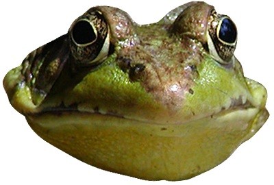 Paper Frog Face Mask