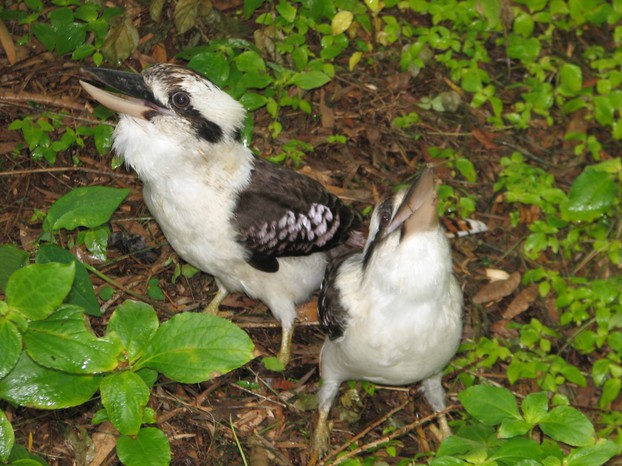 Kookaburra Family