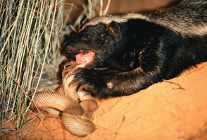 Picture of the Honey Badger