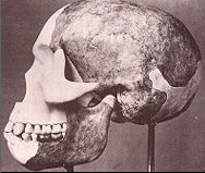 PILTDOWN SKULL