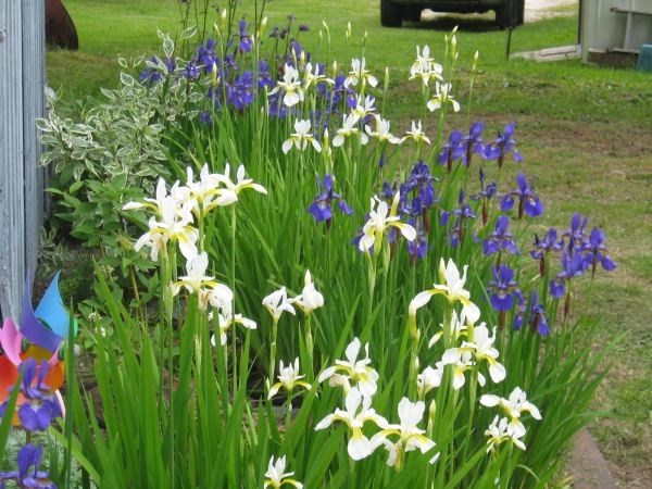 Iris growing in the bed directly in front of the house. It's dry, but they don't mind!