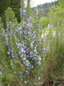 Rosemary still flowering at the beginning of June