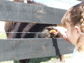 Feeding the buffalo.