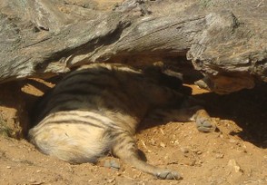 Striped Hyena Photo