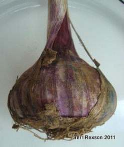 Garlic Bulb