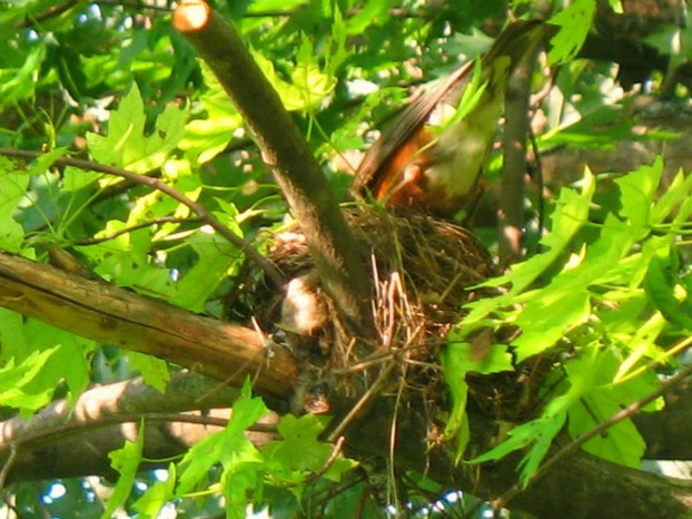 Feeding the Baby Robins