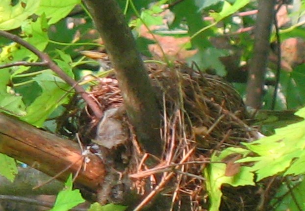 Mama sitting and keeping the nest safe