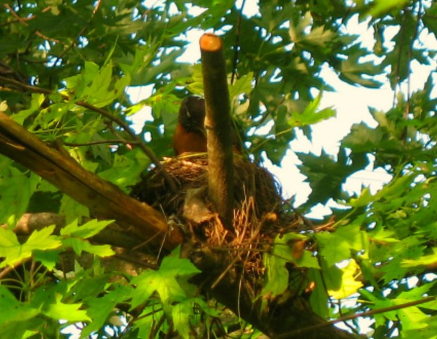 Papa Robin Taking his Turn in the Robin s nest