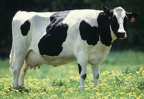 typical Wisconsin cow