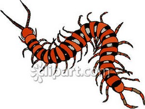 CentipedeClipart
