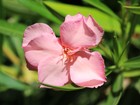 Zoom on pink Oleander blossom