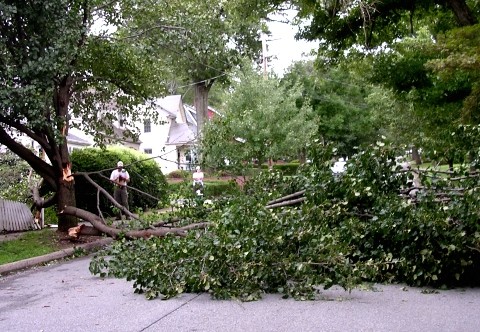 Removing a Cross Road Tree