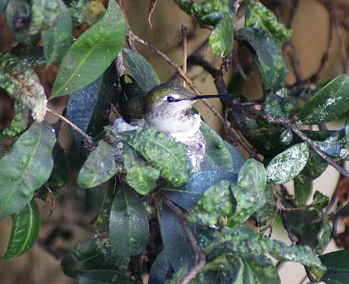 A Hummingbird on its Nest