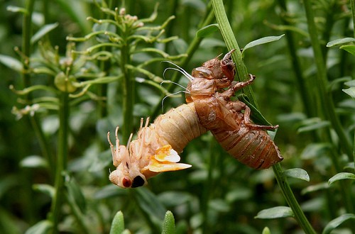 A Cicada Emerging from the Exoskeleton