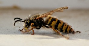 Yellow Jacket Wasp