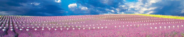 lavender fields