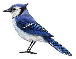 Blue Jay