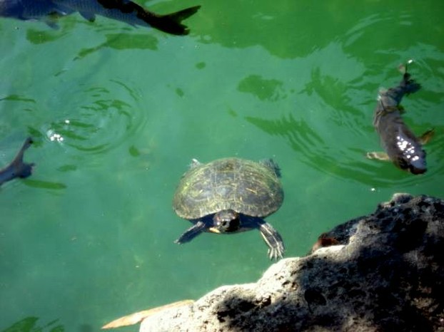 A turtle surrounded by Japanese Koi.  I saw Koi everywhere I went in Japan.  You can feed them here.