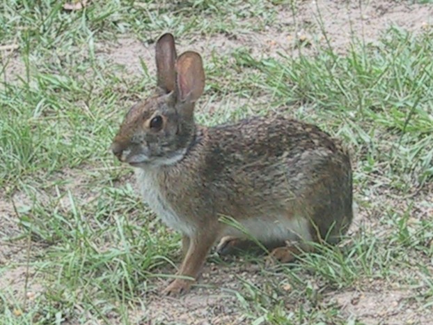 Wild Rabbit