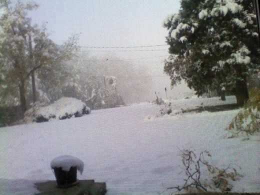 my snowy garden