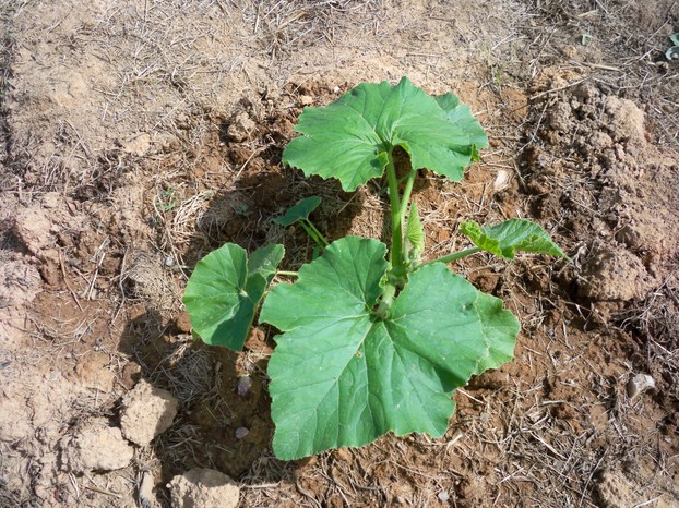 Atlantic Giant Pumpkin