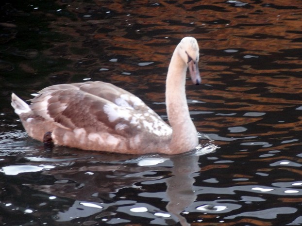A young swan on the Kennet and Avon Canal, Newbury.