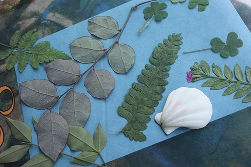 Create Nature Art With Photosensitive Paper