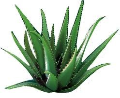 aloe vera