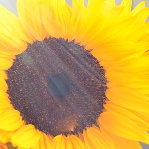 Yellow Autumn Sunflower