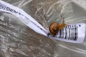 Barcode label and a snail