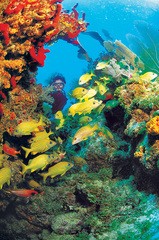 Key West Coral Diving Spot