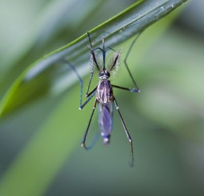 Protecting Your Dog from Mosquito Bites