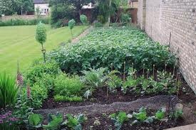 vegetable garden 