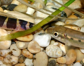 Coolie and Sucking Loach