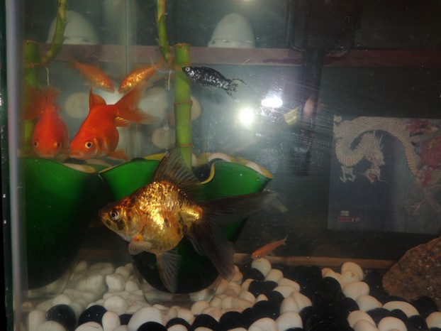 Two of our bigger Goldfish- one died unfortunately during a water change :( The bigger one is still alive
