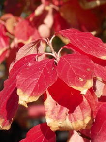 Crimson Leaves on a Blue Winters Day: