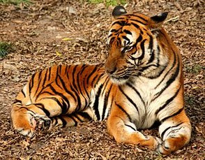 South Chinese Tiger