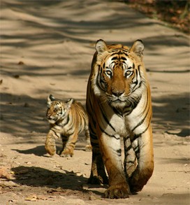 Bengal tiger and cub