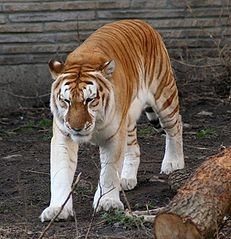 Golden Tiger at Buffalo Zoo
