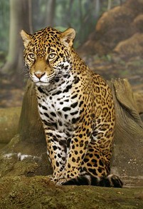 Jaguar, Milwaukee Zoo