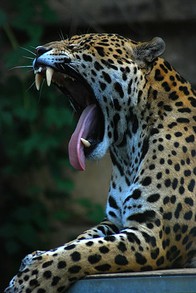 Yawning Jaguar