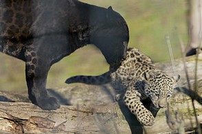 Black jaguar and cub